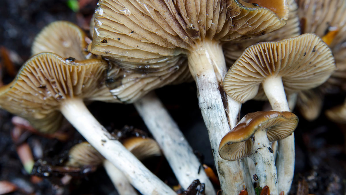 The Legalization and Psychiatric uses of Psychedelics